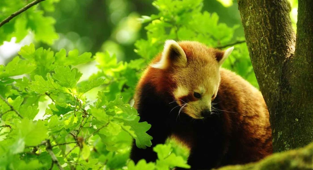 Red panda, darjeeling tour itinerary