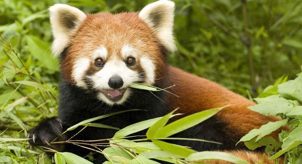 red panda, darjeeling tour itinerary